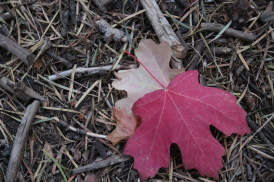 red leaves on ground