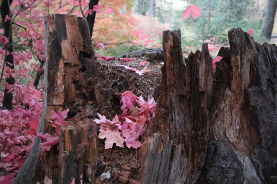 Stump in Fall